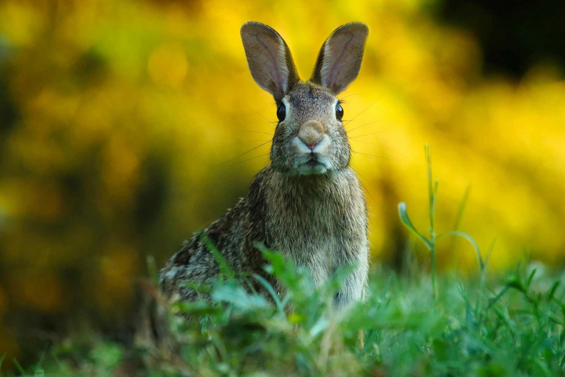 Frohe Ostern!