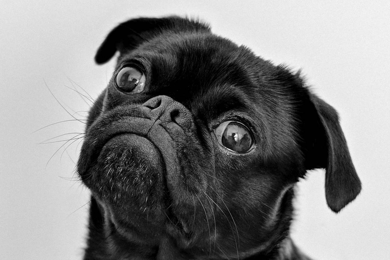 Leben ohne Mops?